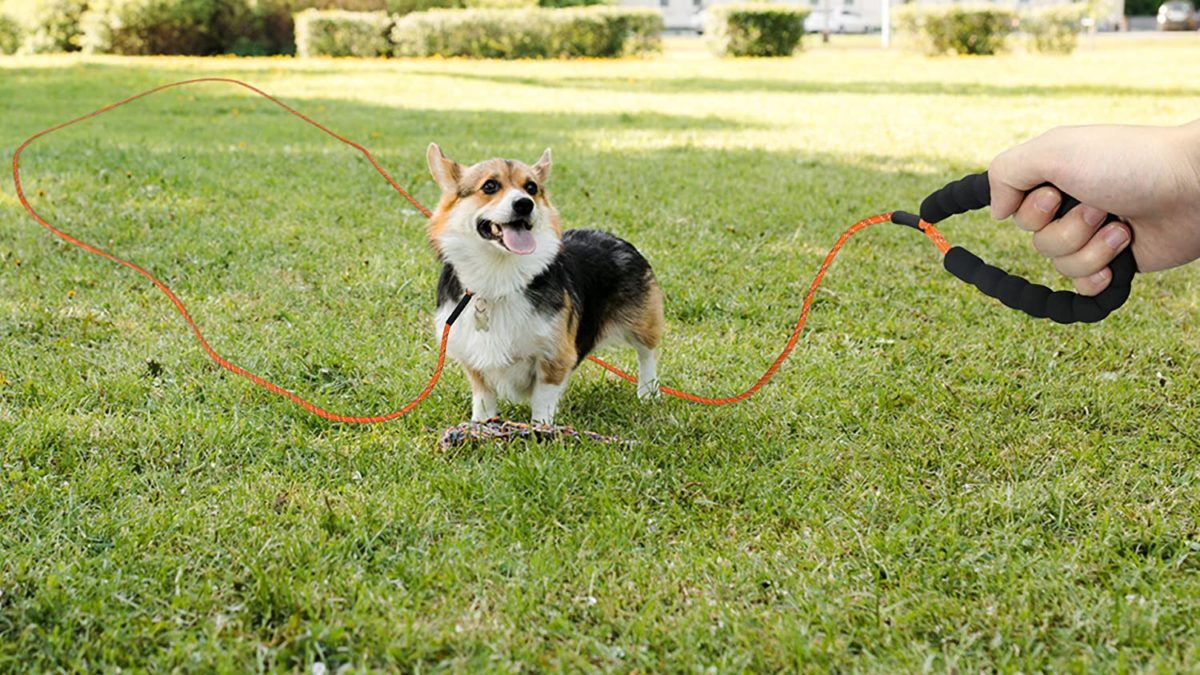 30 FT Long Rope Leash for Dog Training Durable steel clip hook, 360 °rotation and it’s straightforward to open and shut, making the dog each free and secure. It can be utilized with a collar or harness This coaching leash is made of additional sturdy wear-resistant nylon. The joint of the rope is sewn by the machine and could be very sturdy