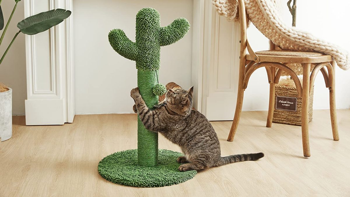 Cat Scratching Post with Dangling Ball Cats are born to like scratching. The posts are coated with inexperienced sisals which may shield it from harm whereas cats may develop a superb behavior of scratching Sturdy development can help kitty playtime, lowering tipping and wobbling.