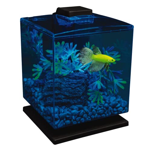 GloFish Betta Aquarium Kit 1.5 Gallons: Dive into Brilliance