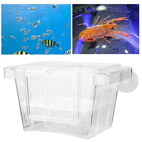 Safe Haven for Your Betta! Small Betta Fish Tank