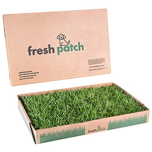 Fresh Patch Standard: Real grass potty training pad for small dogs, designed for indoor and outdoor use, 16 inches x 24 inches