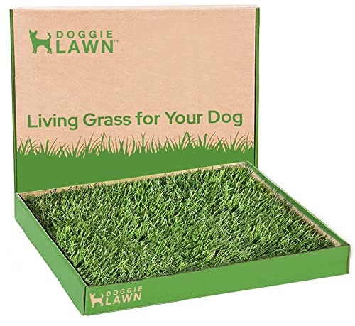 DoggieLawn Real Grass Puppy Pee Pads in a box, measuring 24 x 20 inches, providing an eco-friendly indoor potty solution for small dogs and puppies