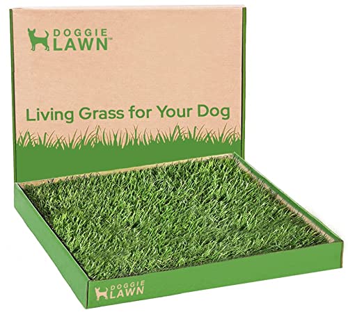 Real Grass Puppy Pee Pads - 24x24 Inches - Natural