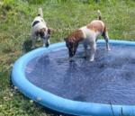 Interactive outdoor pet splash pad with water sprinkler, perfect for cooling pets and kids on hot summer days.