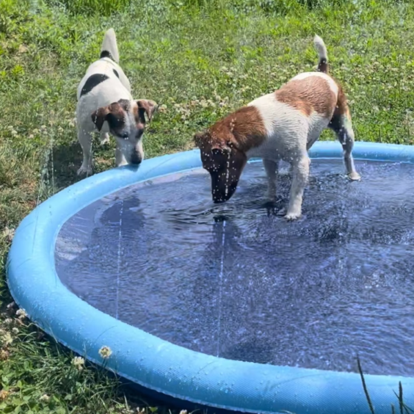 Interactive outdoor pet splash pad with water sprinkler, perfect for cooling pets and kids on hot summer days.