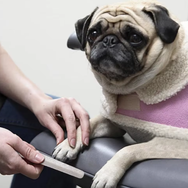 Colorful Dog Nail File: Essential tool for painless pet nail trimming with an anti-slip grip.